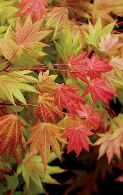 Acer shirasawanum Moonrise - Image 4