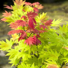 ACER SHIRASAWANUM MOONRISE CLT 15 TRONCO 90 CM 1/2 STD