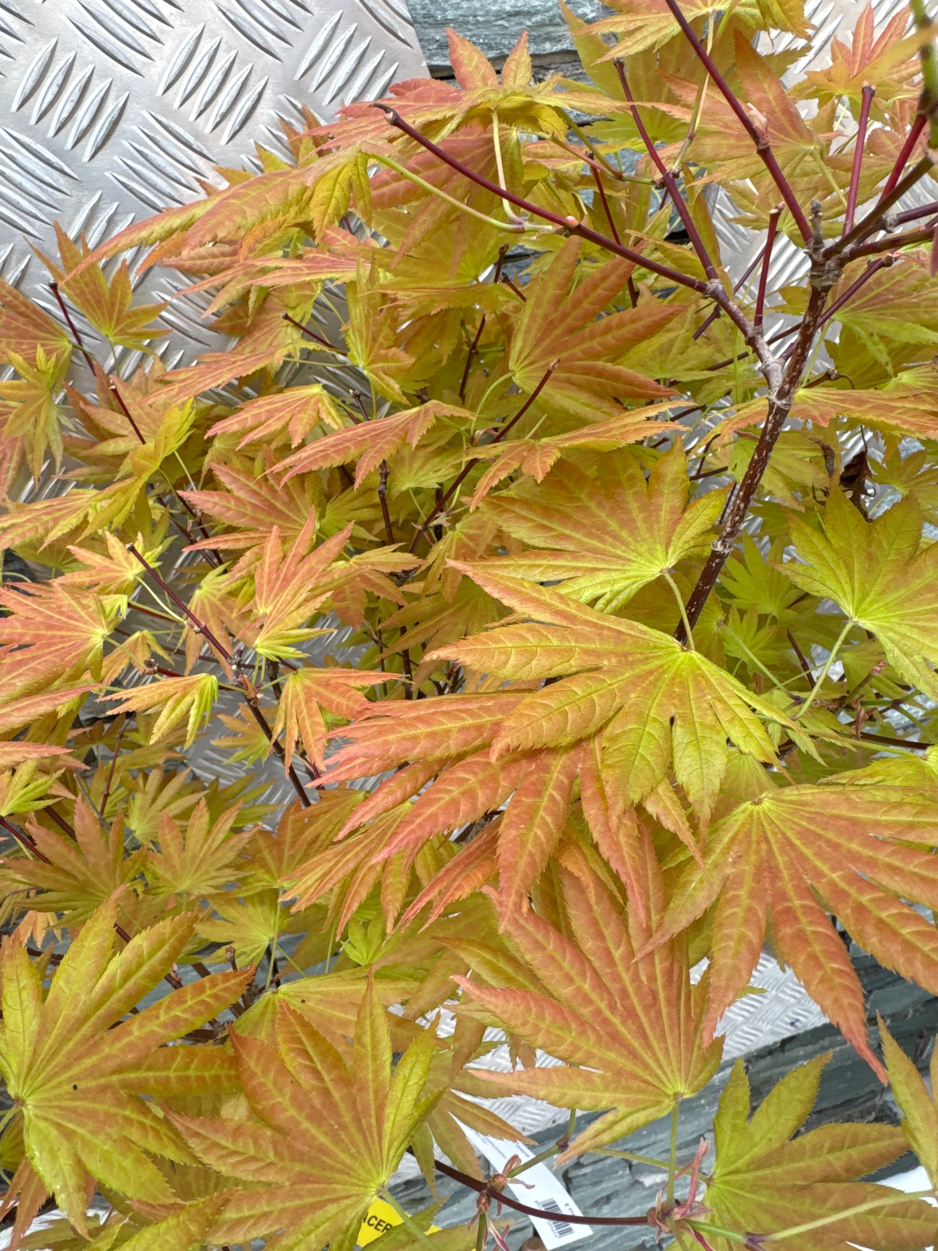 ACER SHIRASAWANUM MOONRISE CLT 15 TRONCO 90 CM 1/2 STD - Image 2