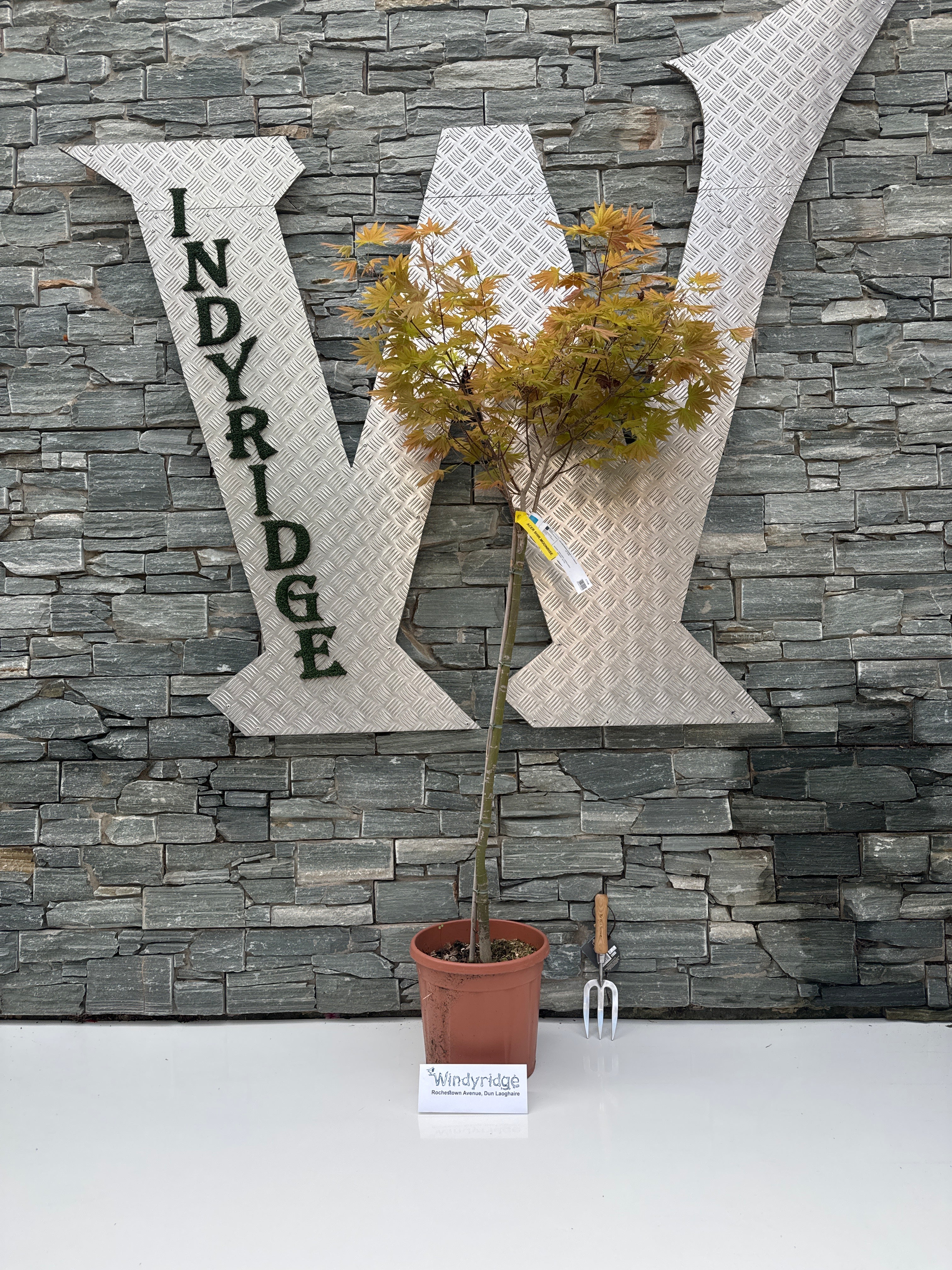 ACER SHIRASAWANUM MOONRISE CLT 15 TRONCO 90 CM 1/2 STD - Image 3