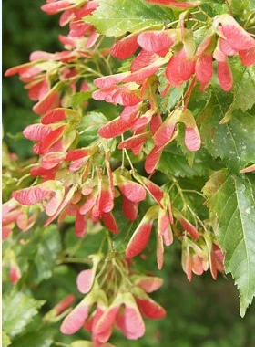 Acer tataricum ginnala  3 Ltr pot