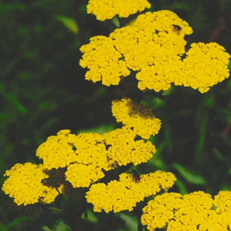 Achillea fill. Cloth of Gold - Image 2