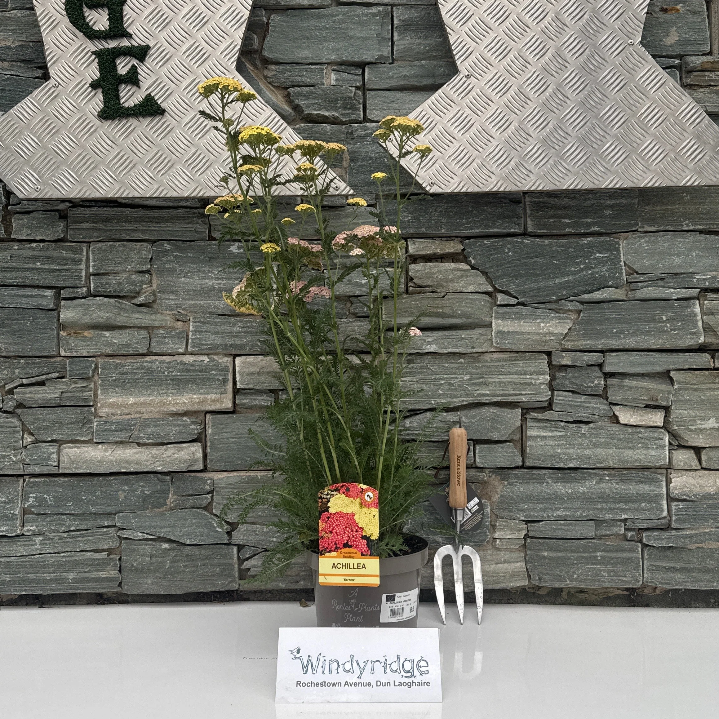 ACHILLEA IN VARIETIES