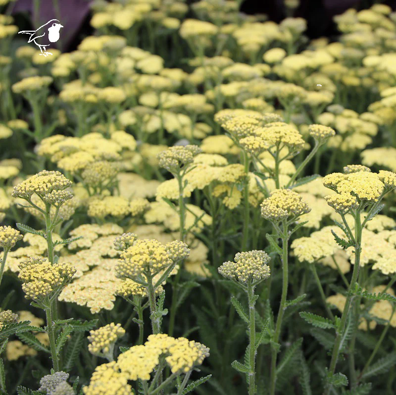 ACHILLEA IN VARIETIES - Image 2