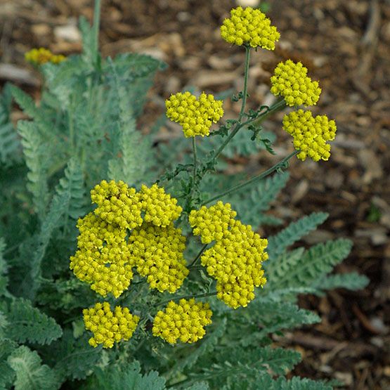 Achillea  Little Moonshine