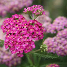 ACHILLEA m. Song Siren Layla - Image 3