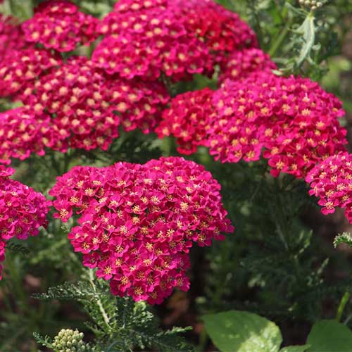 Achillea Millefolium Achillea Tutti Pomegranate (2Ltr Pot) - Image 2