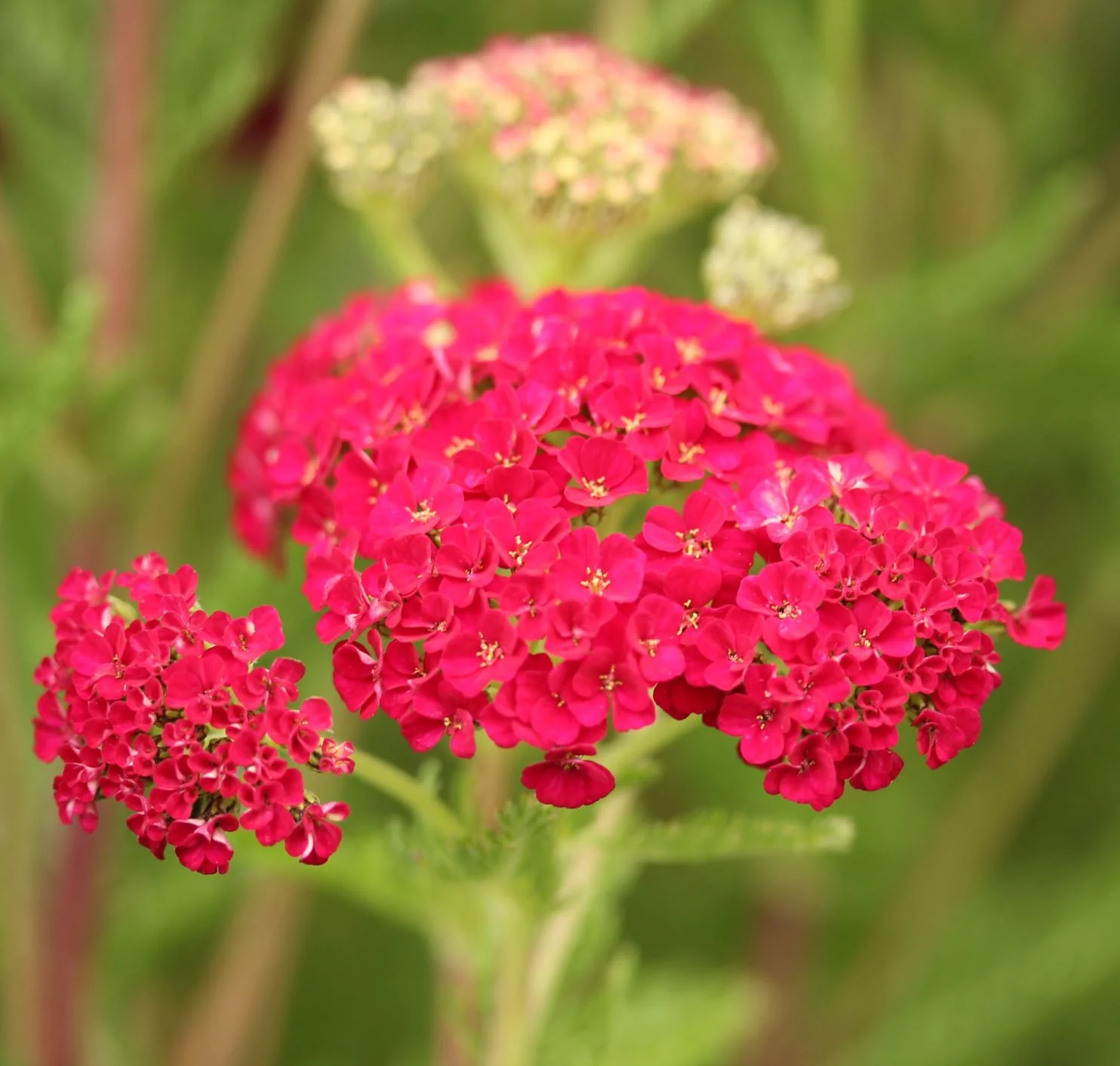 Achillea Millefolium Achillea Tutti Pomegranate (2Ltr Pot) - Image 3