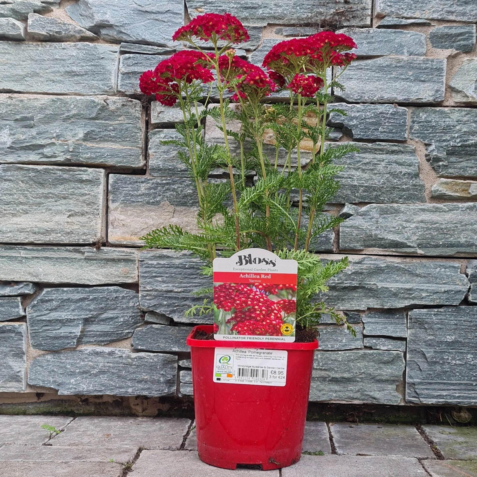 Achillea Millefolium Achillea Tutti Pomegranate (2Ltr Pot) - Image 4