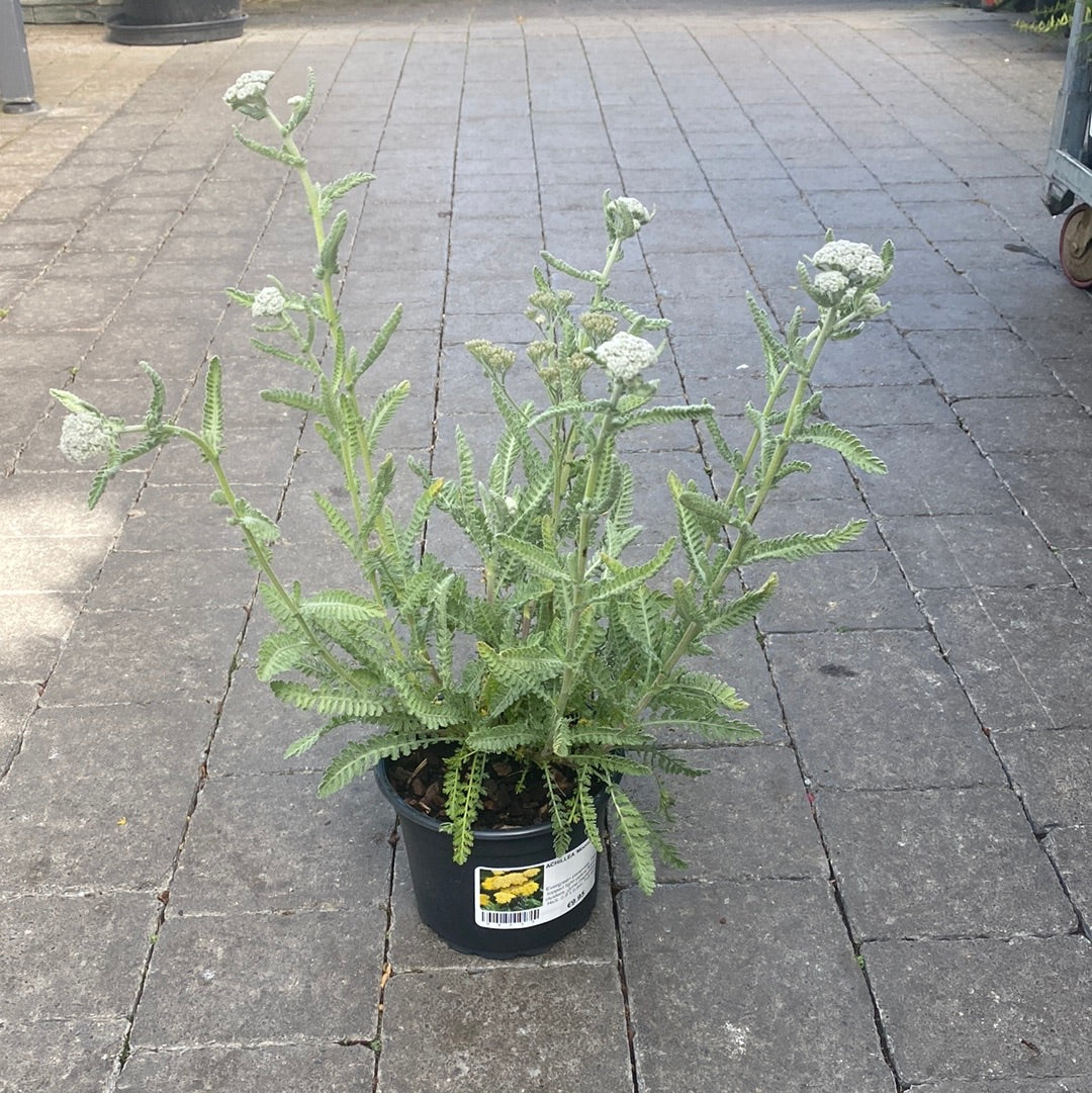 Achillea Moonshine - Image 2