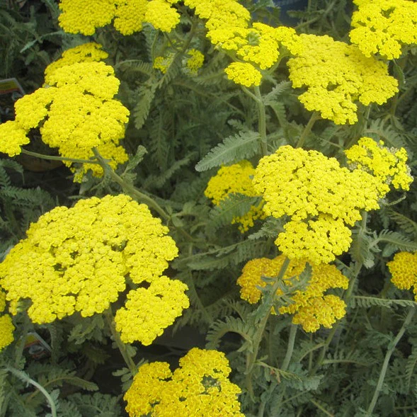 ACHILLEA Moonshine - Image 2