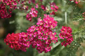 ACHILLEA New Vintage Rose