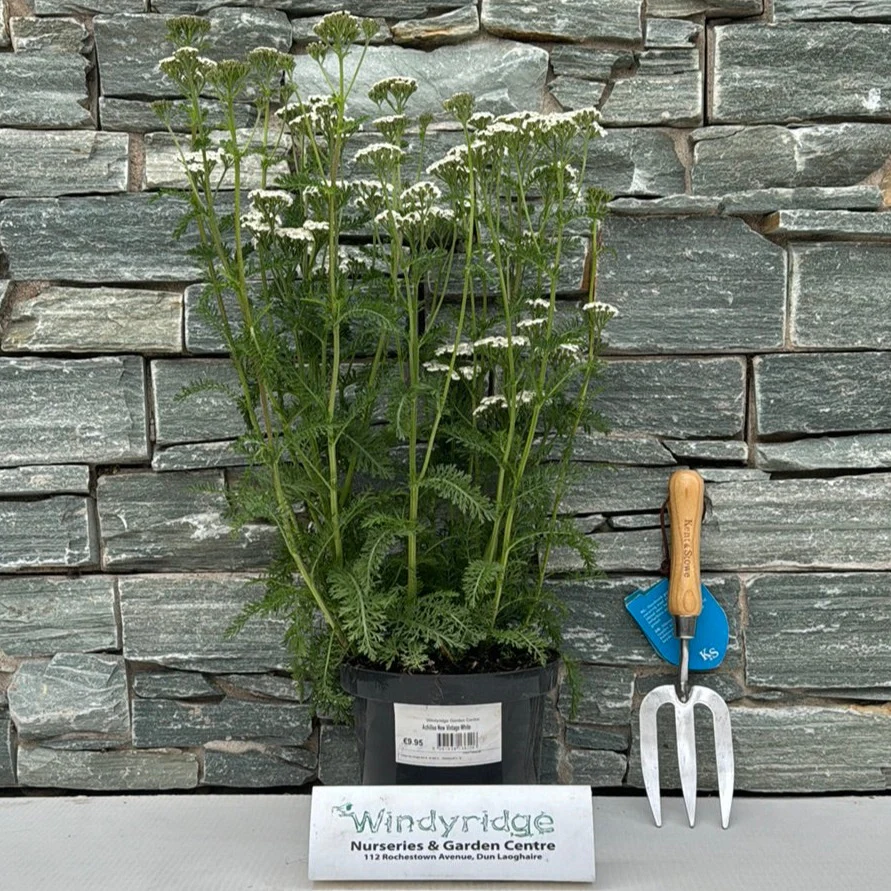 Achillea New Vintage White - Image 3