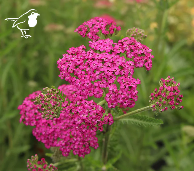 Achillea Pink