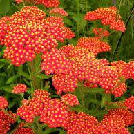 Achillea Safran 2ltr pot - Image 2