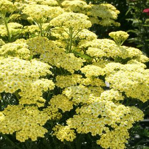 Achillea Sunny Seduction 2lt Pot - Image 3