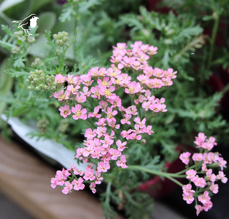 Achillea t. f. Pink Grapefruit - Image 2