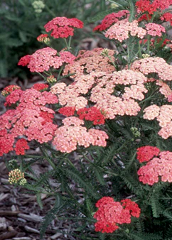 Achillea Tutti Apricot Delight