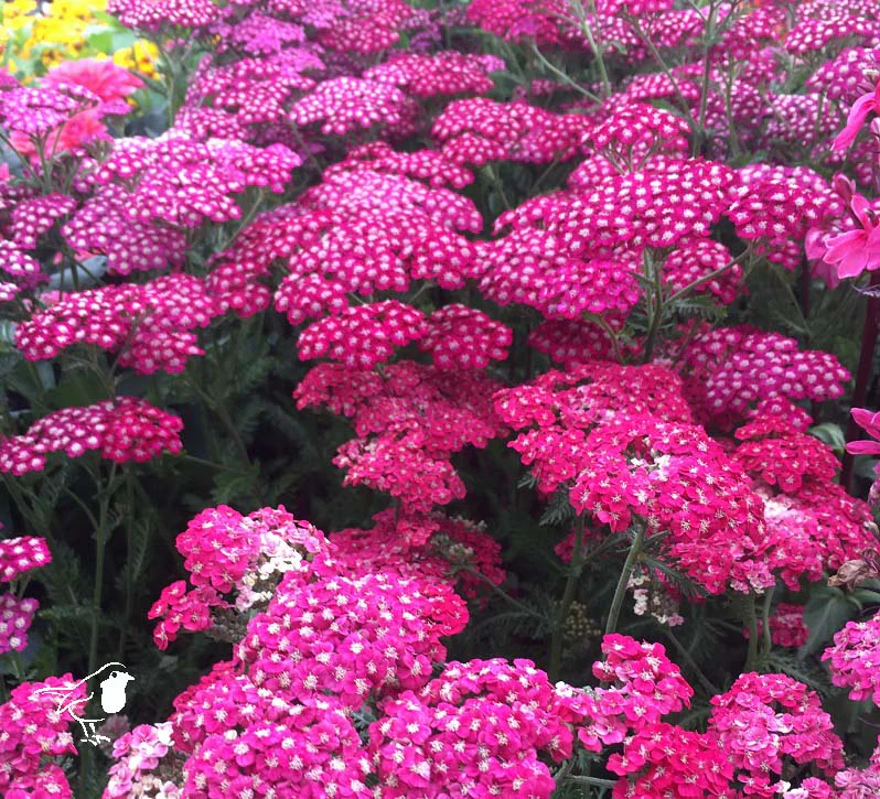 Achillea Vintage Violet