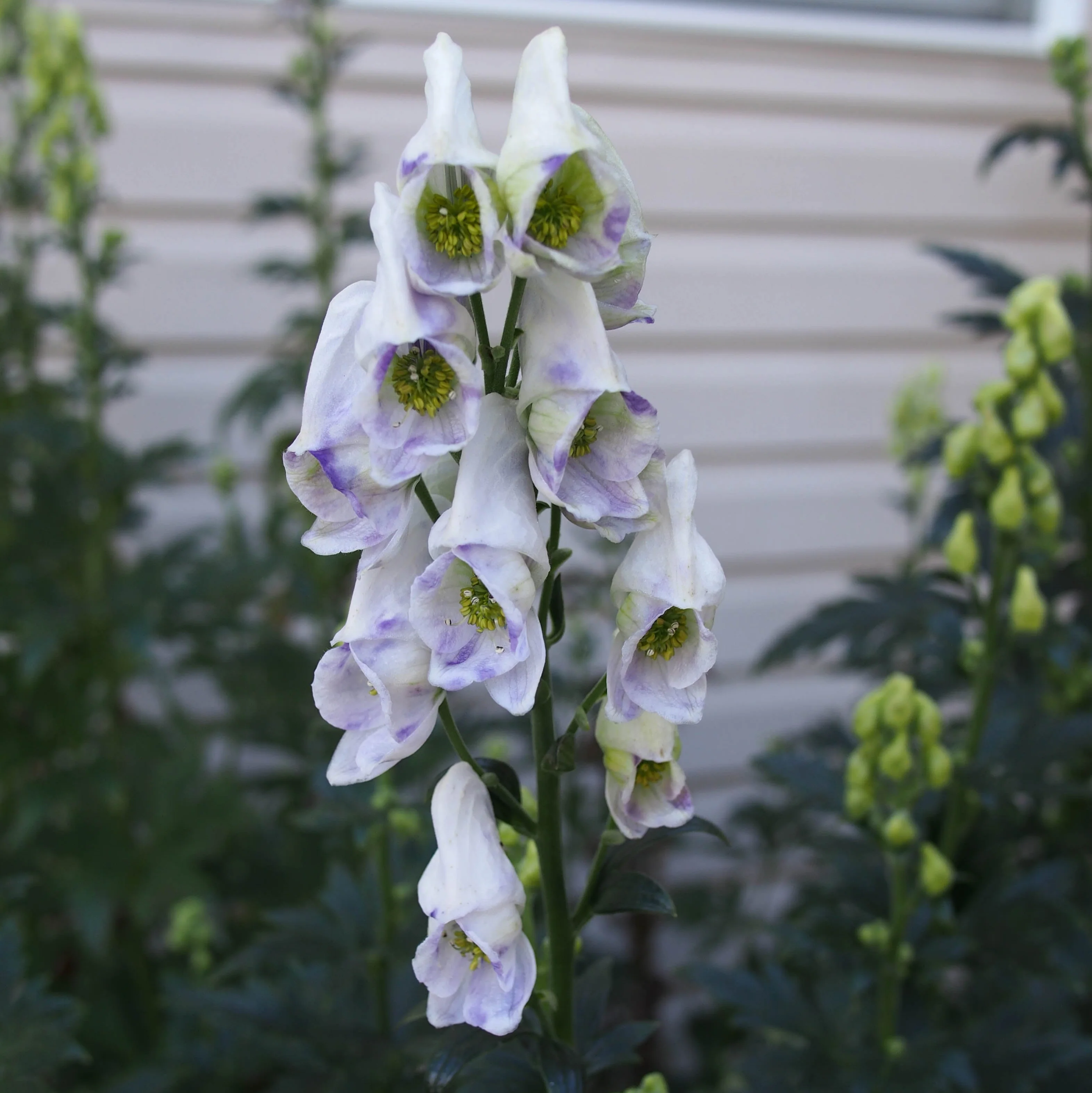 ACONITUM Cloudy - Image 2