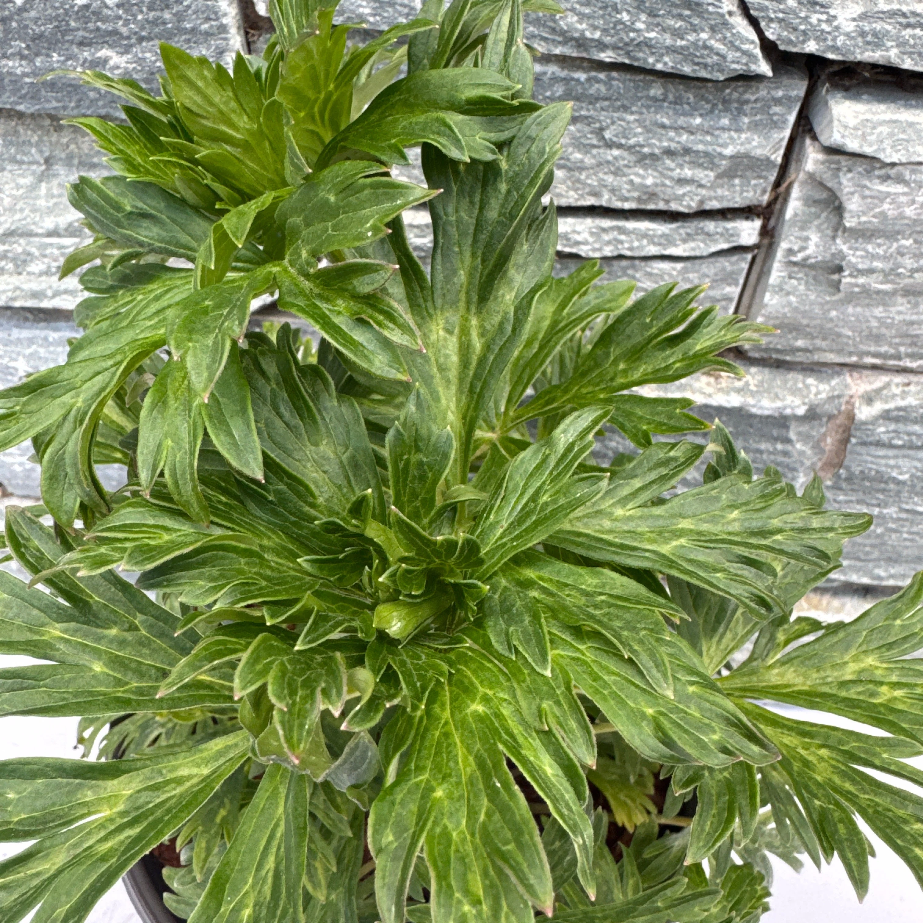 ACONITUM Cloudy - Image 3