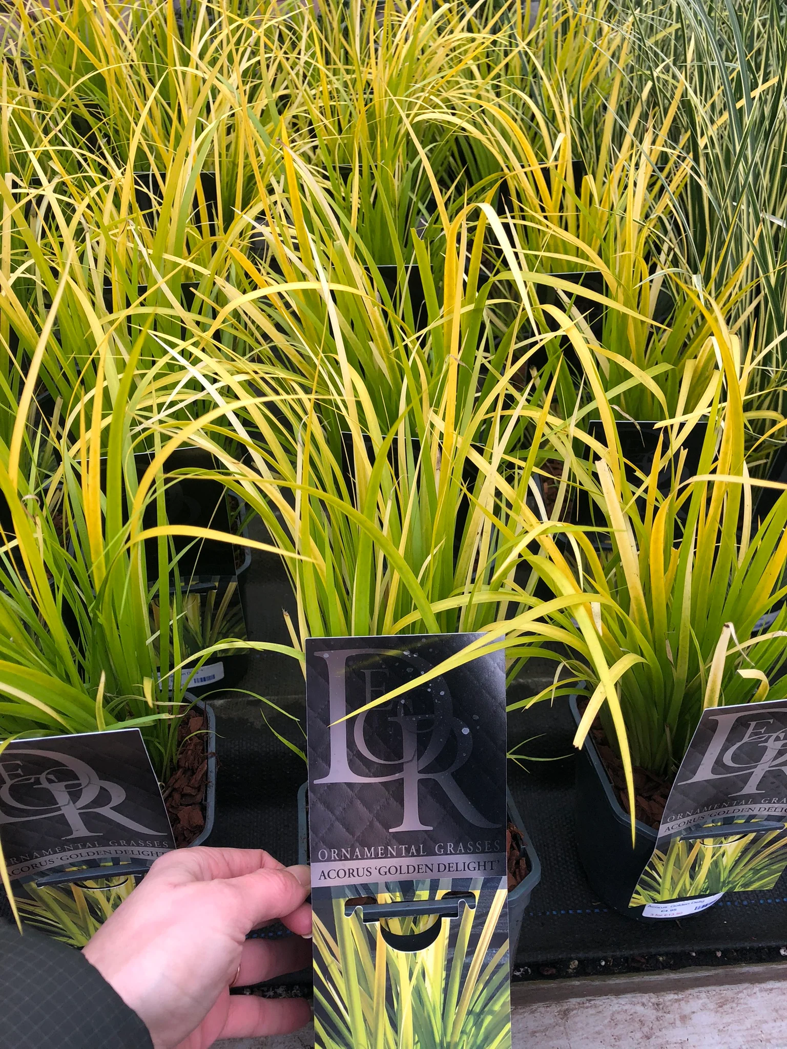 Acorus Golden Delight - Image 2