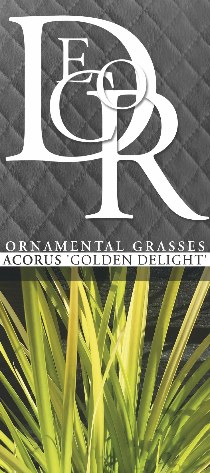Acorus Golden Delight - Image 4