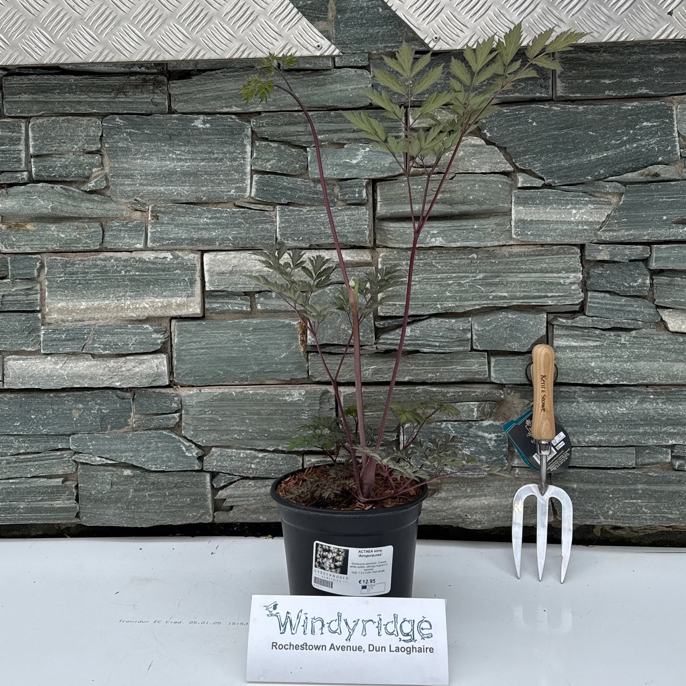 ACTAEA simp. 'Atropurpurea'