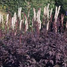 ACTAEA simp. 'Brunette' - Image 2