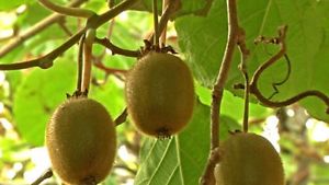 ACTINIDIA SOLO CLT 10 H 200 - 250 CM (Kiwi)