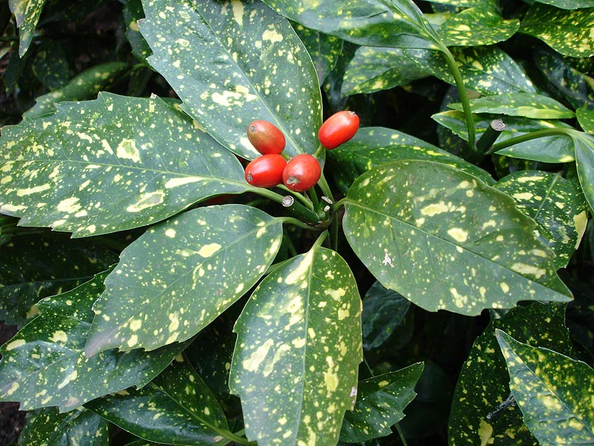ACUBA 13cm