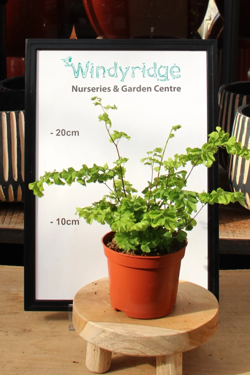 Adiantum raddianum 'Fritz-Luthi' P8.5 - Image 3