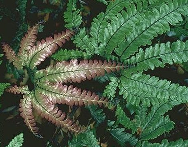 Adiantum Bronze Venus 17cm Pot - Image 2
