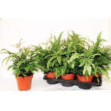 Adiantum Bronze Venus 17cm Pot - Image 4