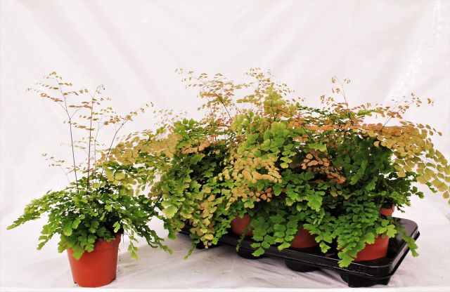 Adiantum ten. Scutum Roseum