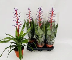 Aechmea Blue Rain XL