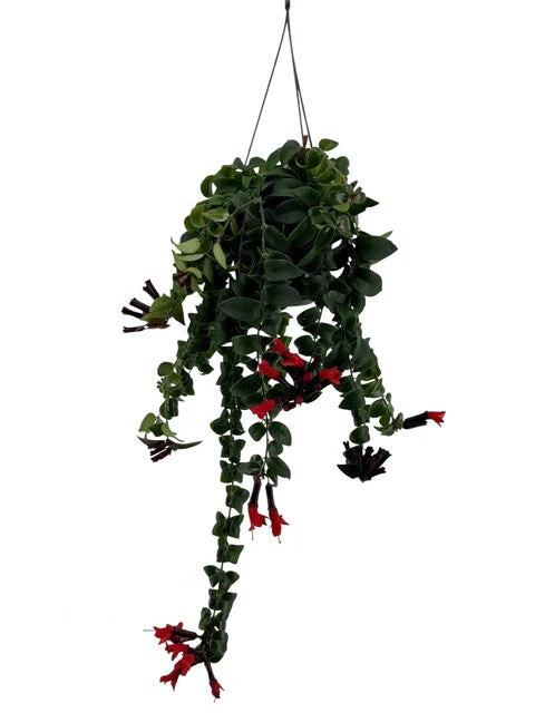 Aeschynanthus  'Bluster' - Image 2