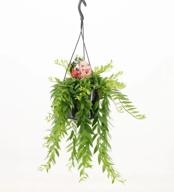 Aeschynanthus Japhrolepis  P15 hanging pot
