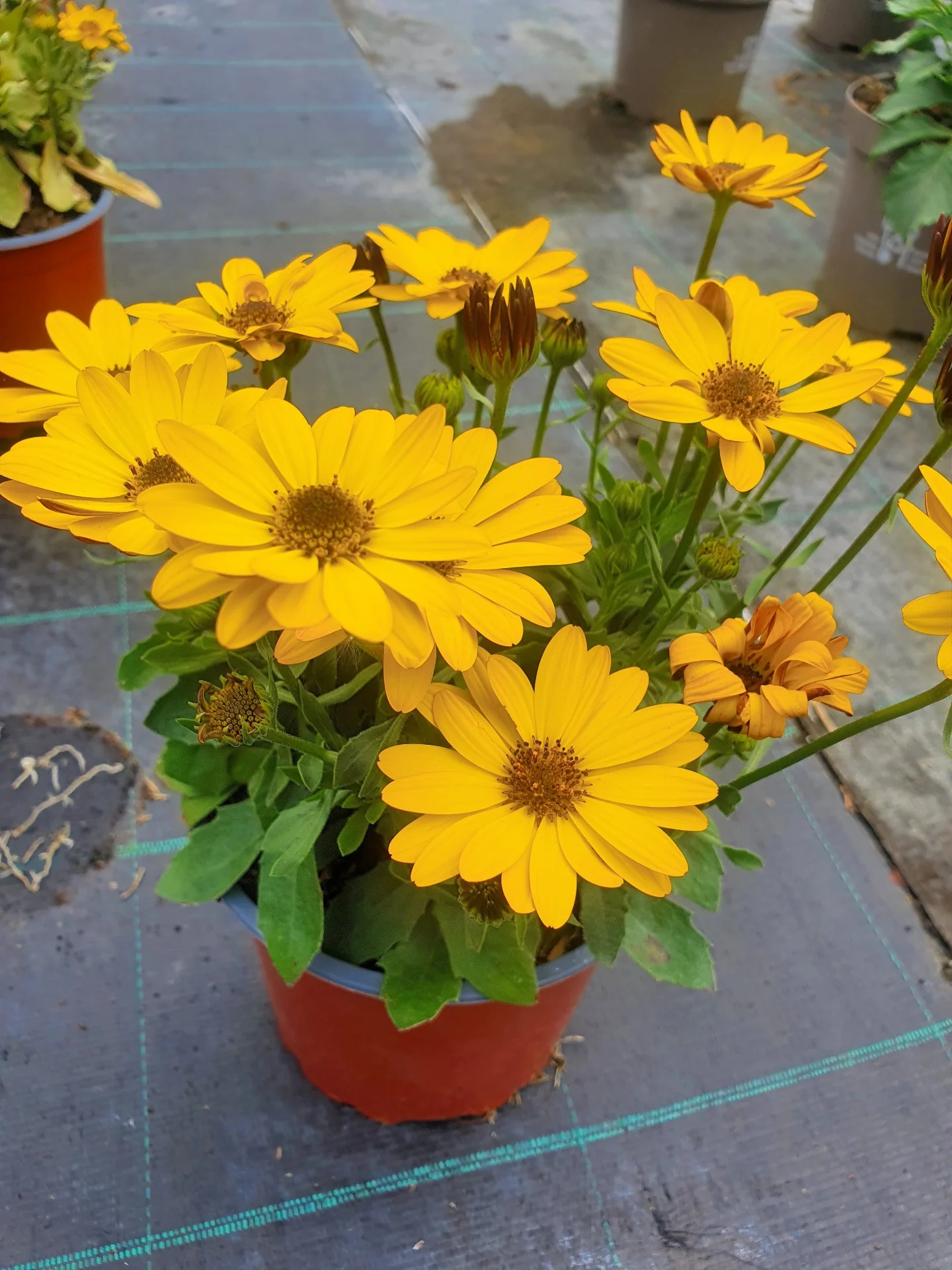 African daisy Osteopermum Mix (1.5Ltr Pot) - Image 2