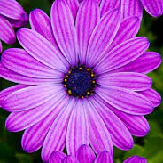 African Daisy Osteospermum Cape Daisy Maseru (2Ltr Pot) - Image 2