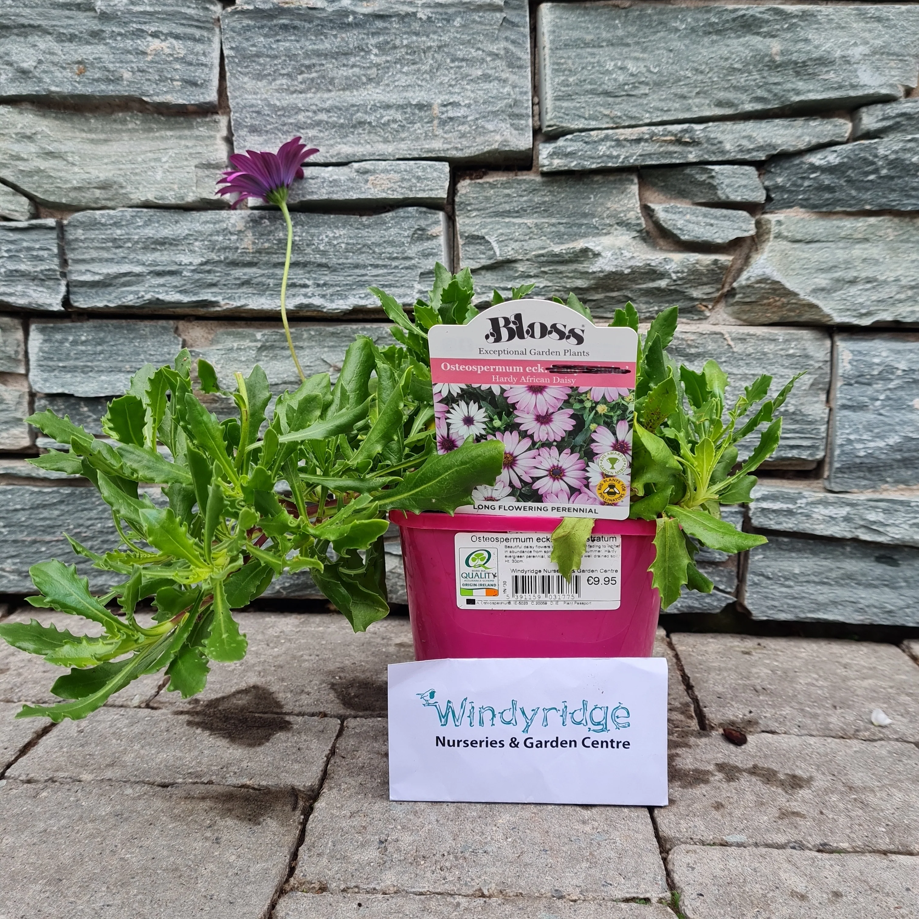 African Daisy (Osteospermum Ecklonis Prostratum) - Image 2