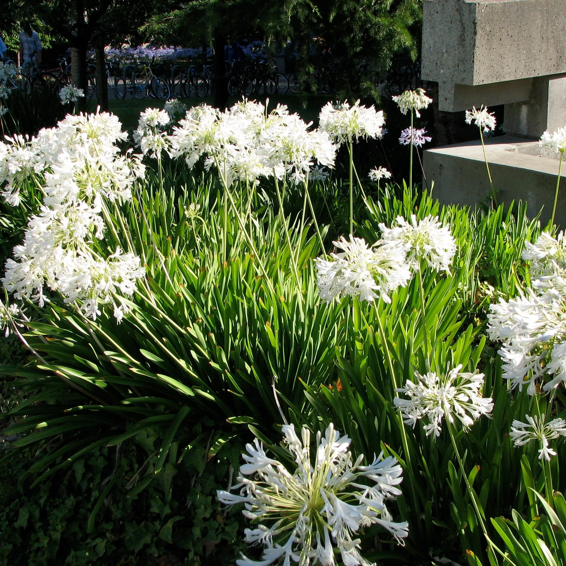 African Lily Agapanthus Africanus Alba (10Ltr Pot) - Image 2