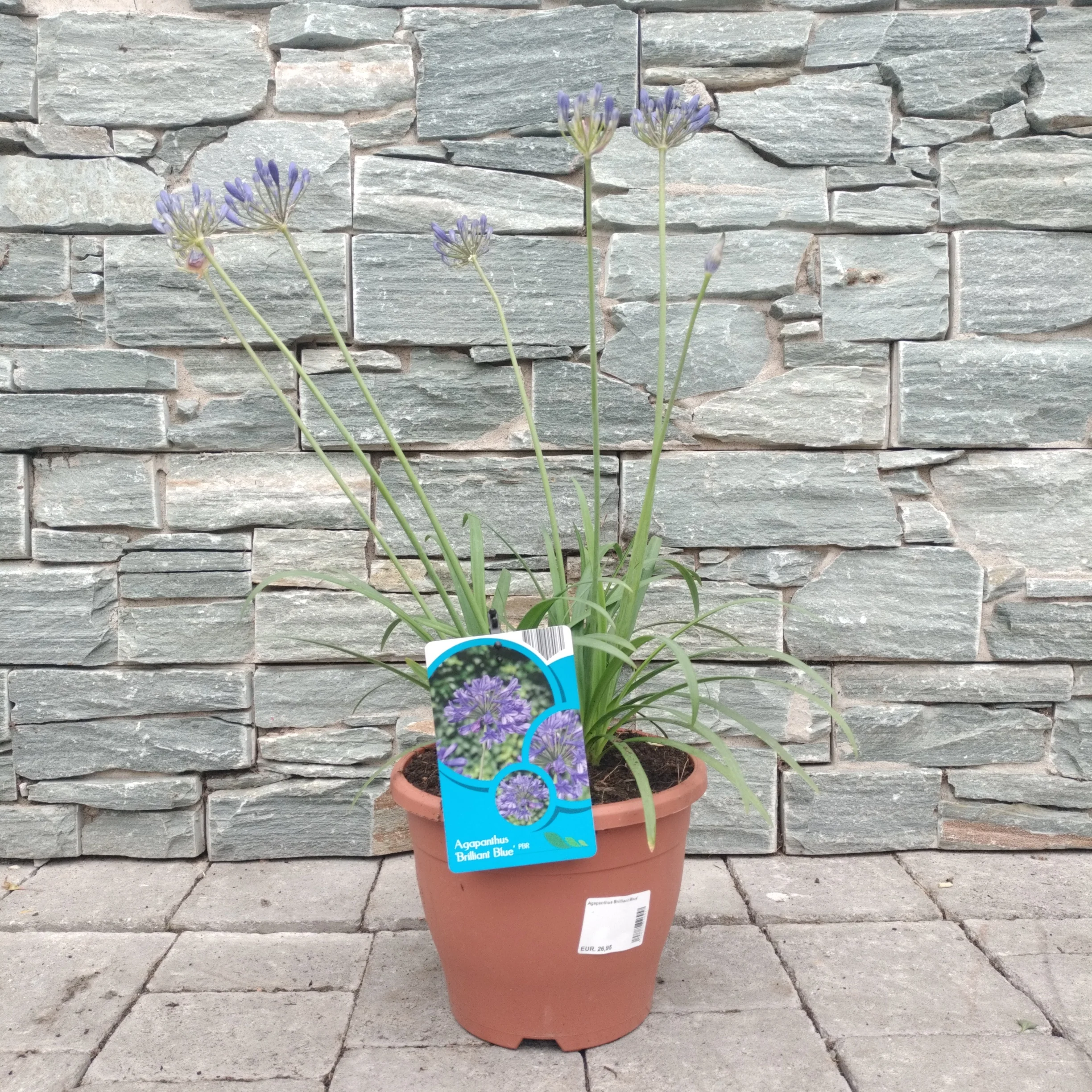 African Lily (Agapanthus Brilliant Blue)