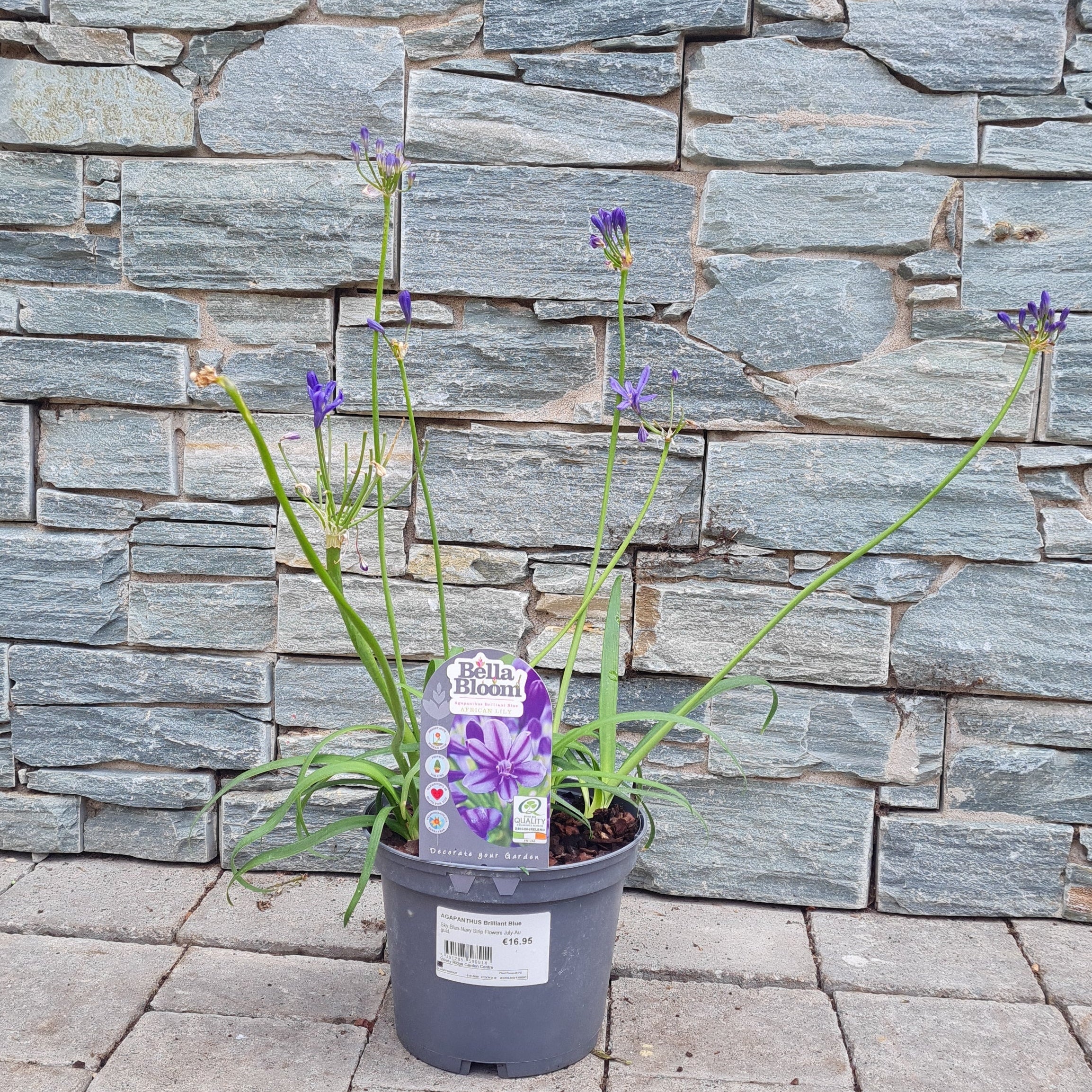 African Lily (Agapanthus Brilliant Blue)