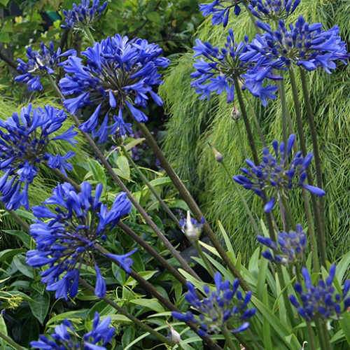 African Lily (Agapanthus Brilliant Blue) - Image 2