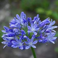 African Lily (Agapanthus Brilliant Blue) - Image 3