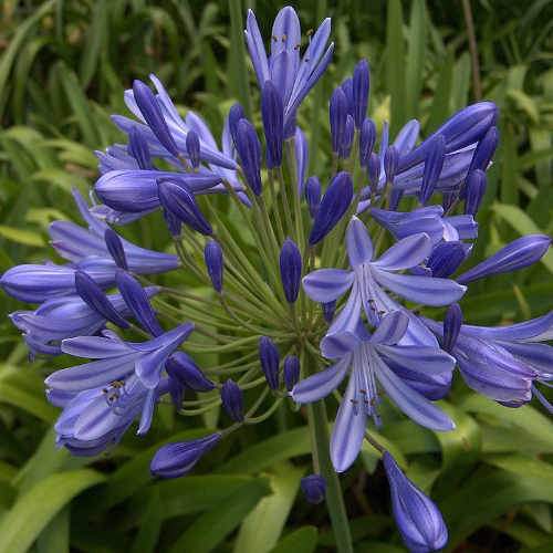 African Lily (Agapanthus Brilliant Blue) - Image 4