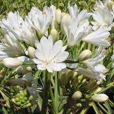African Lily Agapanthus Double Diamond (3Ltr Pot) - Image 3