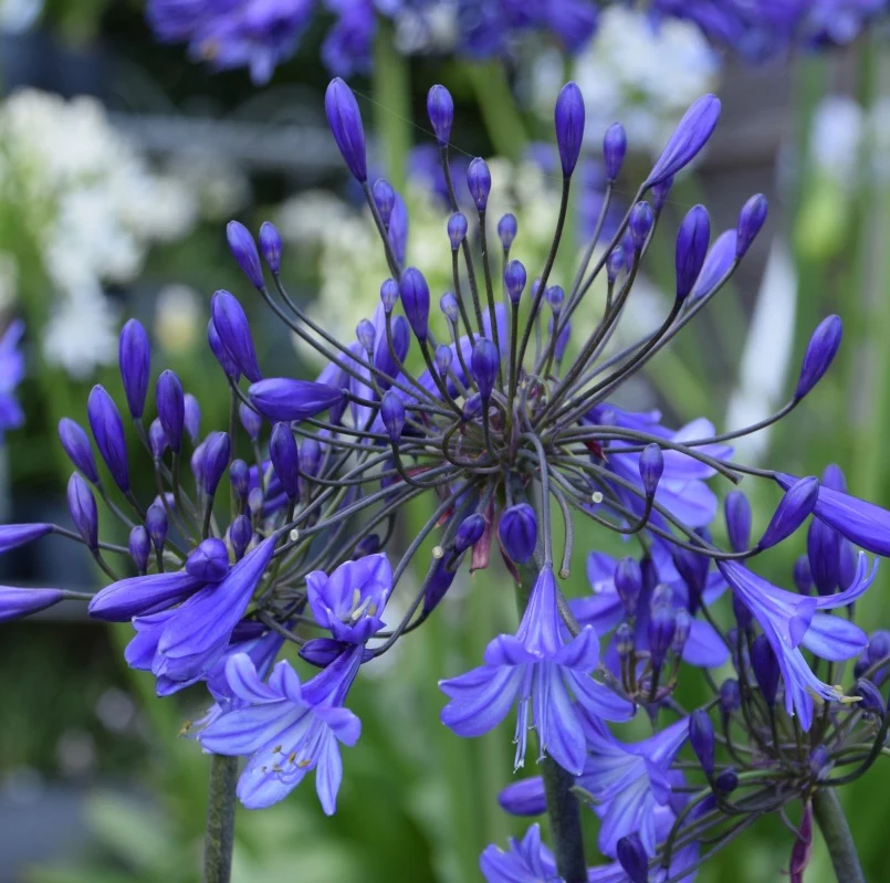 African Lily Agapanthus  Jacaranda (3Ltr Pot) - Image 2