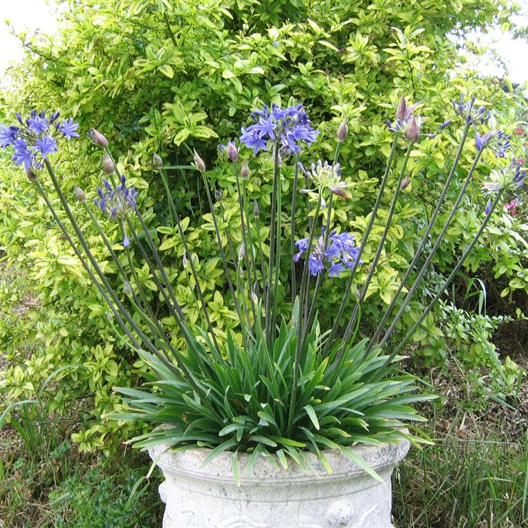 African Lily Agapanthus Lapis Lazuli (3Ltr Pot)